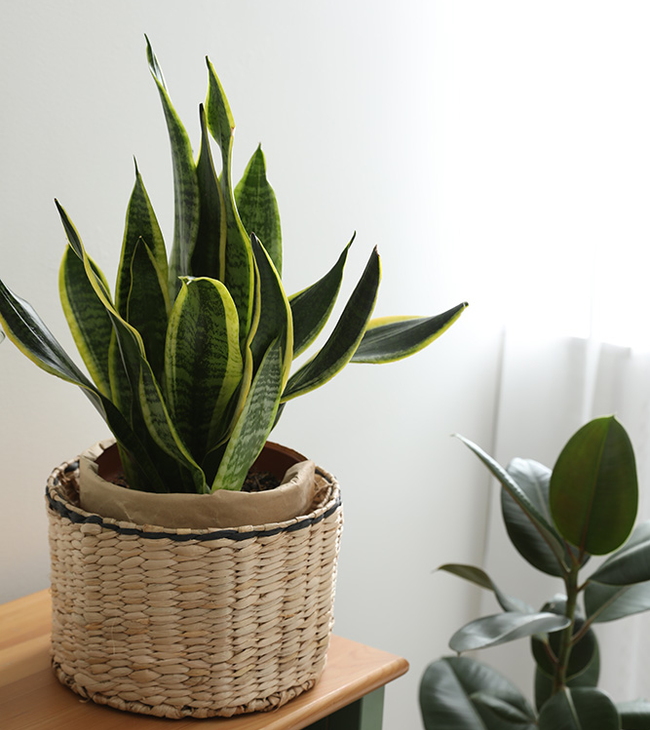 4 planten die houden van je badkamer
