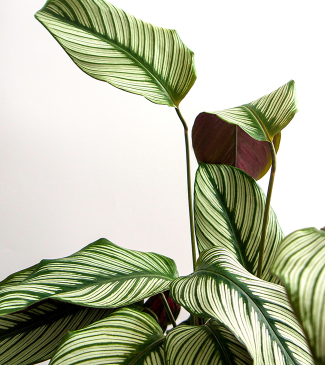 De Calathea is een prachtige plant voor je badkamer