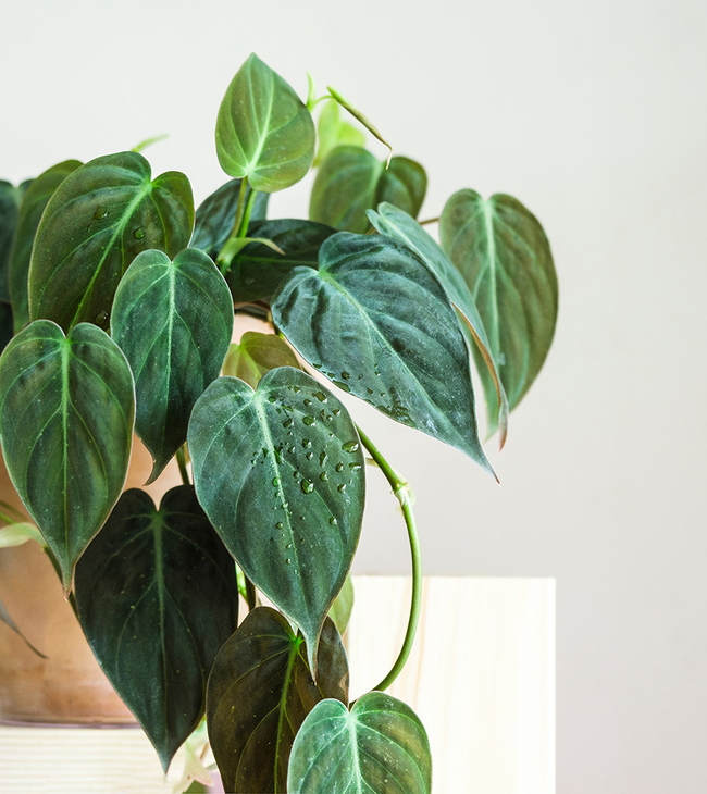De philondendron houdt van je badkamer